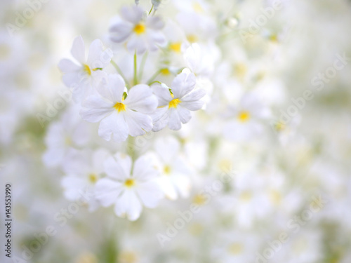 サクラソウ 白い花