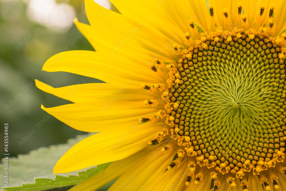 Obraz premium Close up Sunflower.
