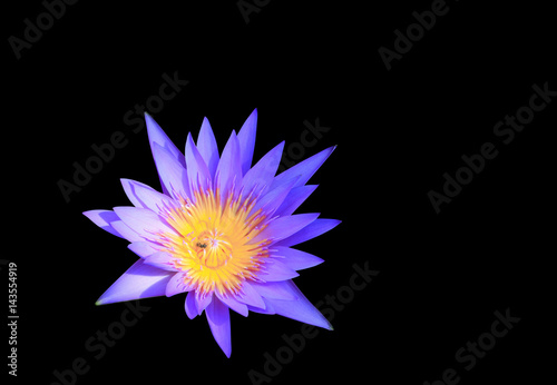 lotus flower or lilly purple beautiful isolated on black background with clipping path