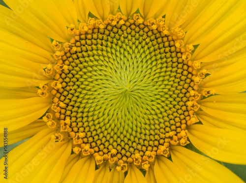 Close up Sunflower.