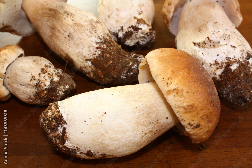 Récolte de cèpes de bordeau