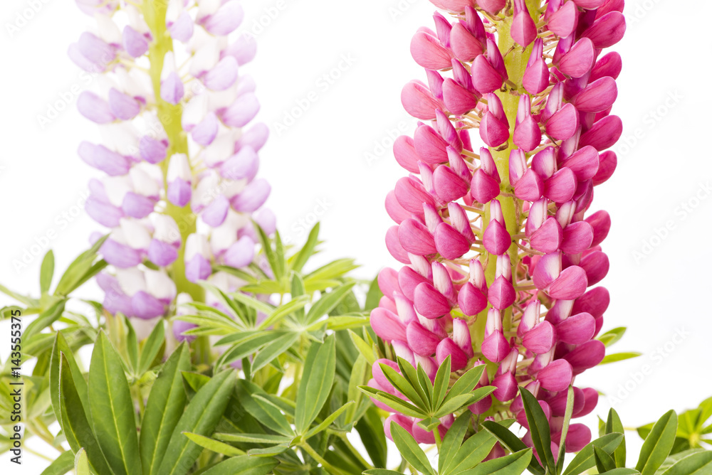 薄紫をバックにピンクのノボリフジの花 Stock Photo Adobe Stock