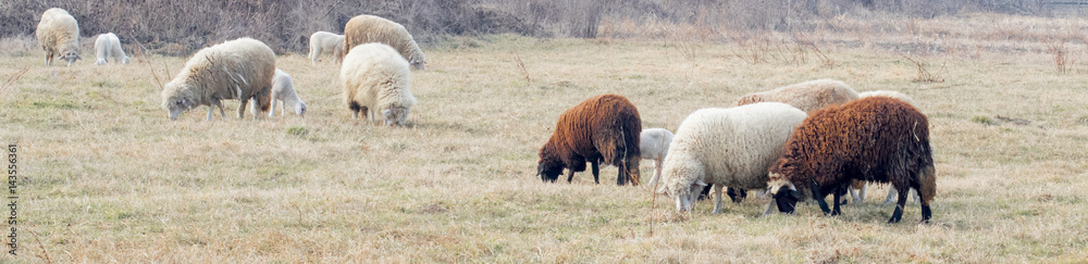 Sheep and lambs grazing in spring meadow. Healthy animal livestock feeding in a lush rural environment Sheep and lambs grazing in spring meadow. Healthy animal livestock feeding in a lush rural environment