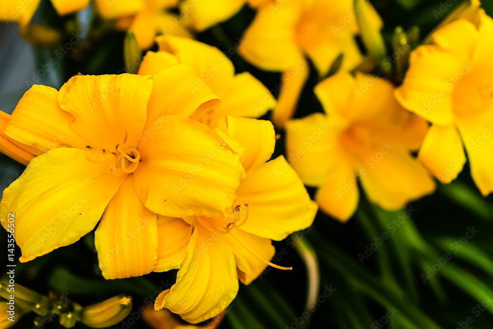 several yellow lily blooms seen at dawn several yellow lily blooms seen at dawn
