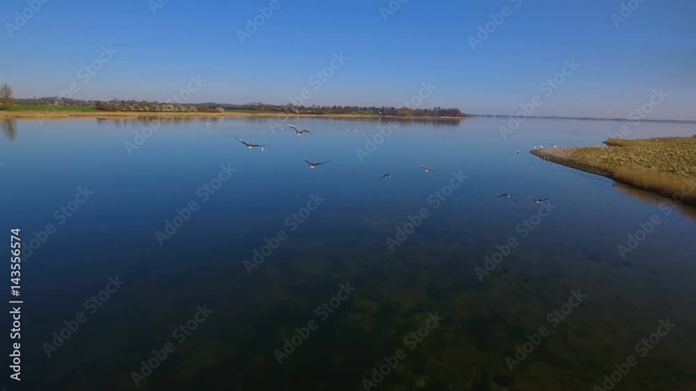 4K Aerial Geese Fly Low Over Water Part 4 Camera flying close behind a flock of geese low over the water. The water is calm, the sun is shining from a cloudless sky 4K Aerial Geese Fly Low Over Water Part 4 Camera flying close behind a flock of geese low over the water. The water is calm, the sun is shining from a cloudless sky