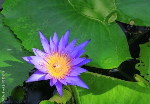 Lotus flower or water lilly purple beautiful in nature