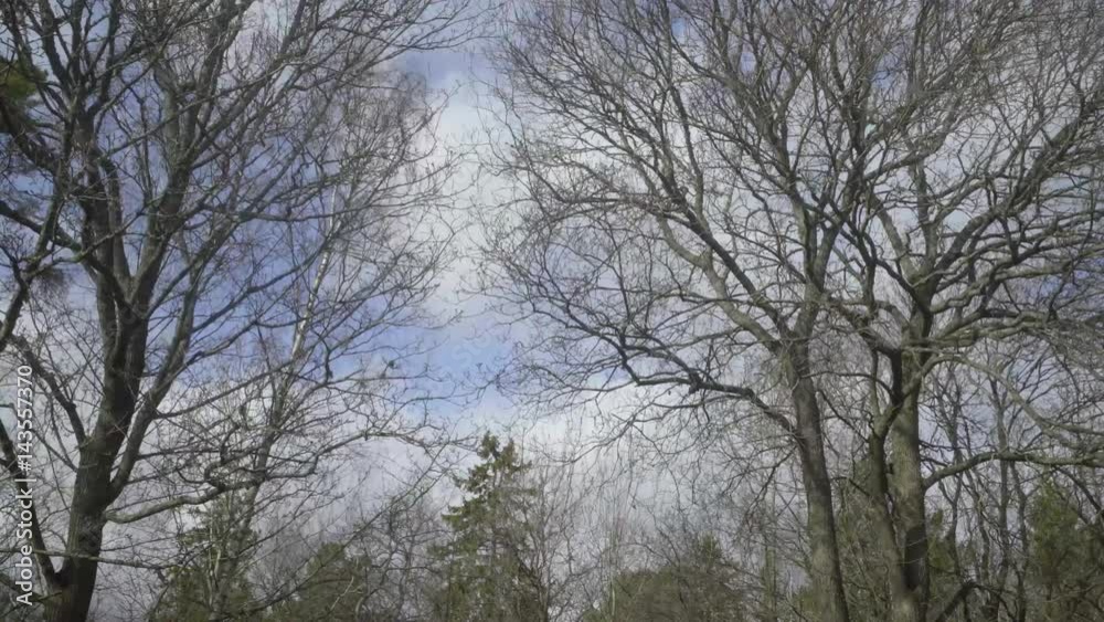 Timelapse of clouds behind trees. Timelapse of clouds behind trees.