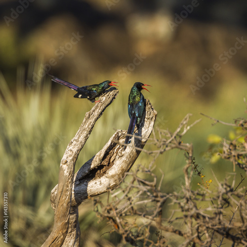 Green wood-hoopoe in Kruger National park, South Africa