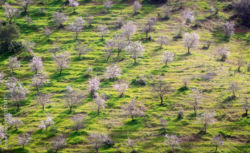 Almond trees in blossom, Portugal, Algarve