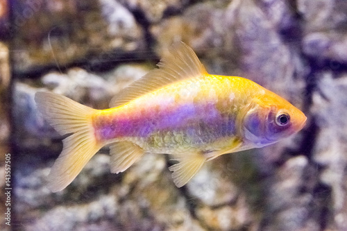 Beautiful colorful fish in the aquarium