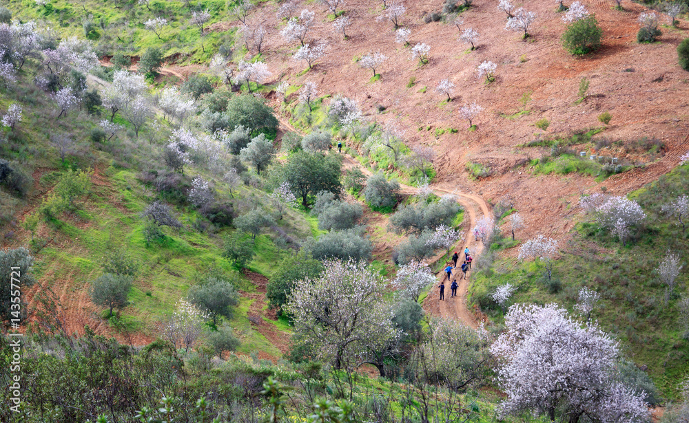 Group of people walking among blooming almond trees Group of people walking among blooming almond trees