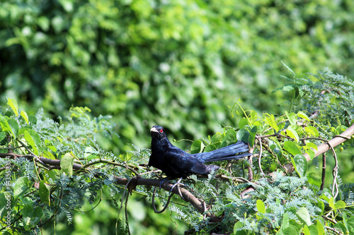 Beautiful bird