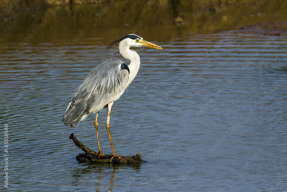 Grey Heron in Kruger National park, South Africa Grey Heron in Kruger National park, South Africa