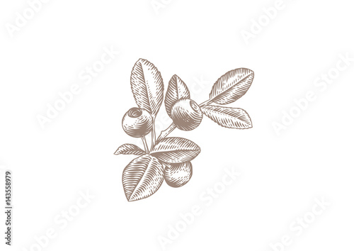 Blueberry branch with berries and leaves