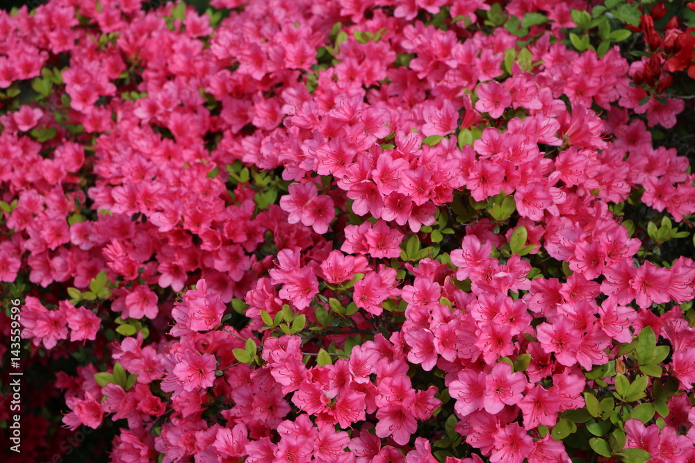 Mini blossoms of azaleas in spring