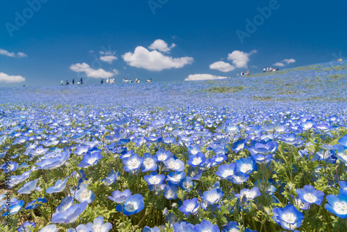 Nemophila, flower field at Hitachi Seaside Park in spring, Japan, selected focus on foregournd photo