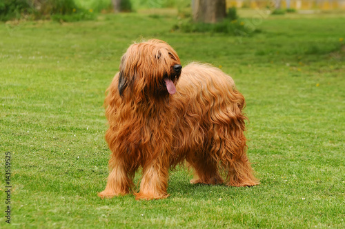 Foto Briard dog portrait