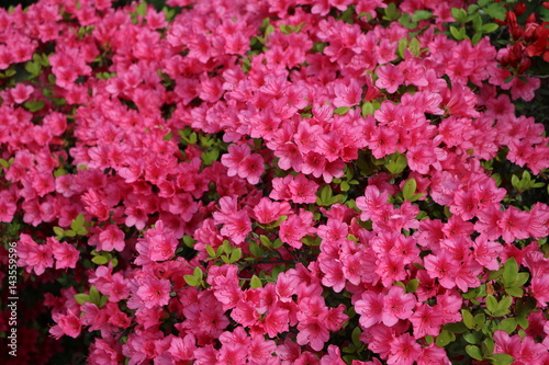 Fototapeta Naklejka Na Ścianę i Meble -  Mini blossoms of azaleas in spring
