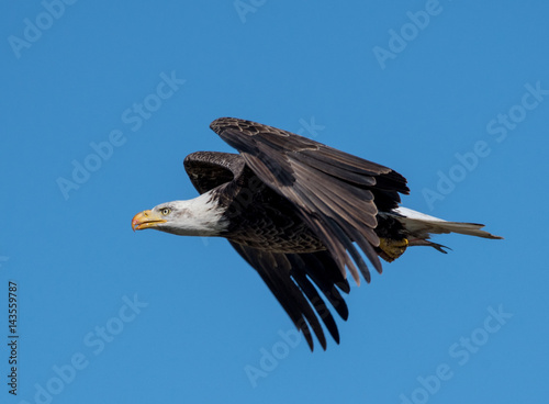Bald Eagle In Flight With a Fish © Seth