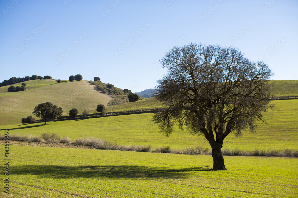 Obraz premium Tree on field