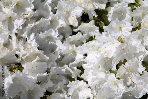 White blossoms of azaleas