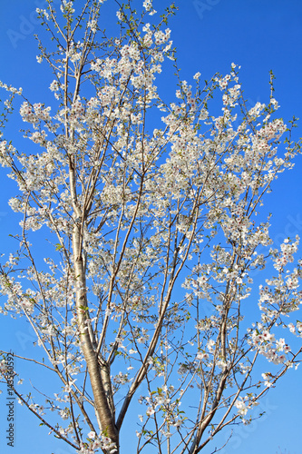 cherry blossoms under the blue sky
