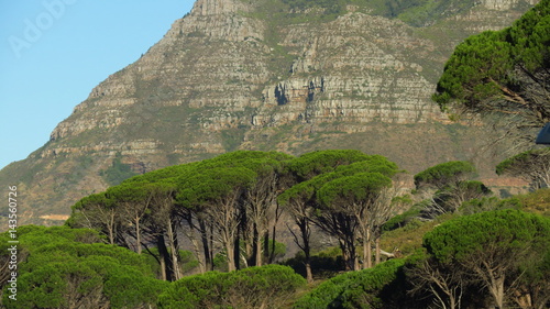 Pinien am Tafelberg, Kapstadt, Südafrika
