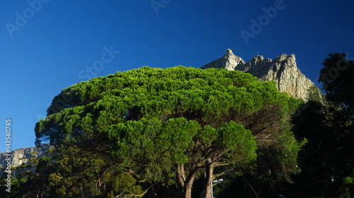 Pinien am Tafelberg, Kapstadt, Südafrika