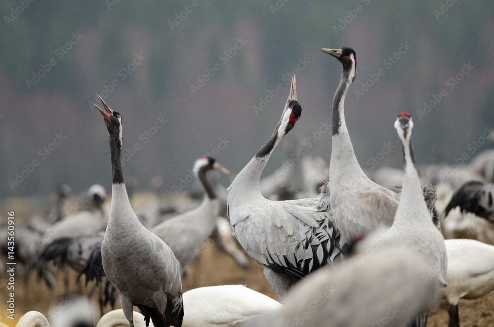 Obraz premium Common Cranes at Lake Hornborga, Sweden