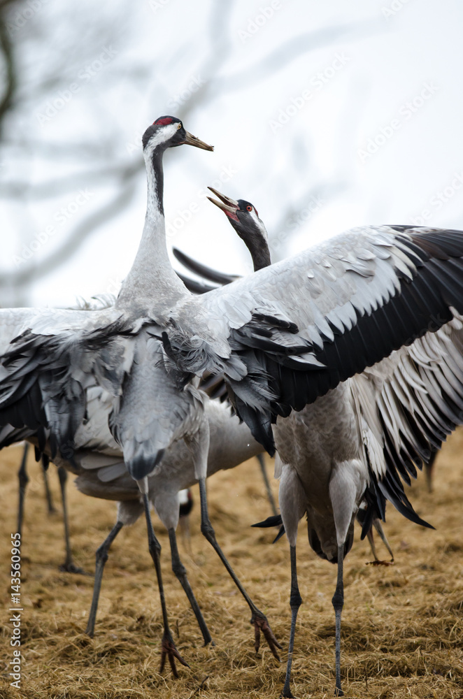 Fototapeta premium Common Cranes at Lake Hornborga, Sweden