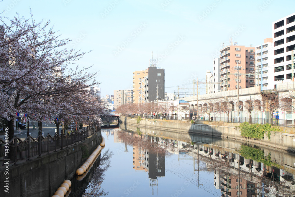 row of cherry blossom trees along Ooka river, Yokohama, Japan