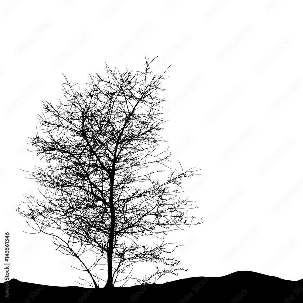 Obraz premium Realistic tree silhouette (Vector illustration).