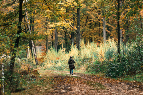 Woman with handbag walking on path in autumn forest. Rear view.