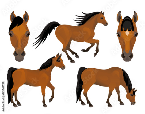 Vector brown horses character set In different poses portrait and full figures  running  eating  standing isolated on white background farm or wild animals