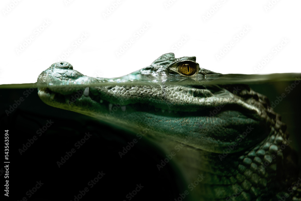 Naklejka premium krokodyl aligator z bliska