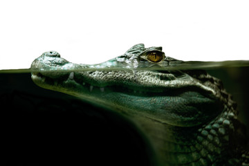 Handdoek met foto Krokodil Alligator close-up met indringende blik  © kirpad