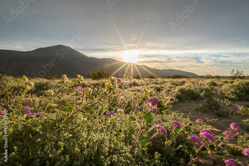 Sand verbena in the Colorado desert with the sun rising over the mountains. photo