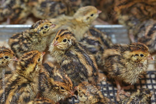 Two-day baby birds of the Japanese quail