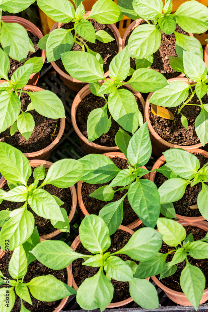 Small seedlings in greenhouse Small seedlings in greenhouse