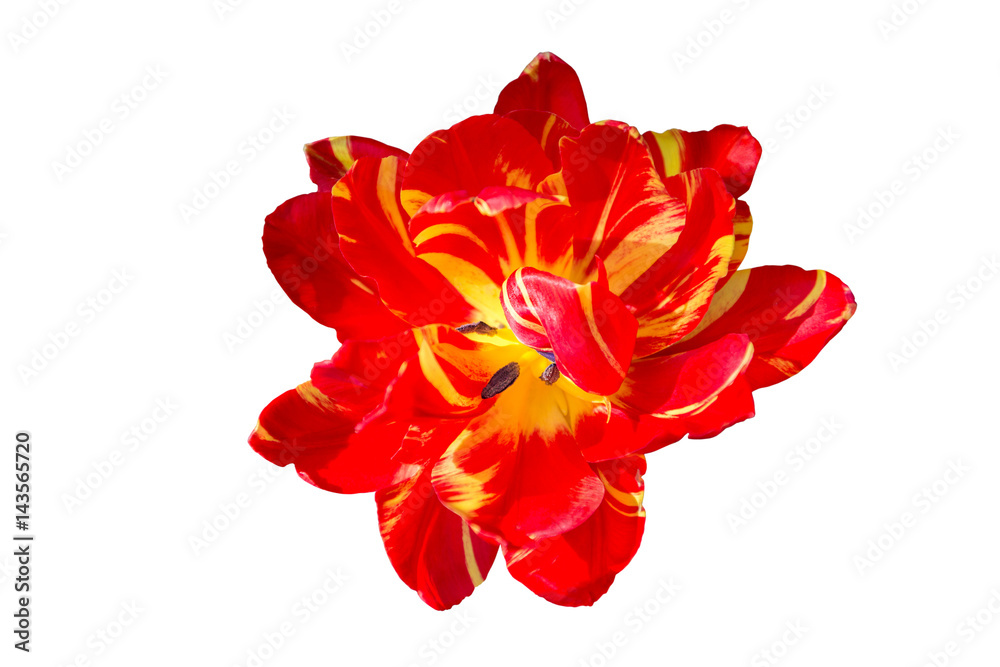 Fototapeta premium Single tulip head isolated on a white