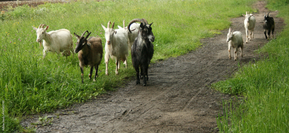 Fototapeta premium goats
