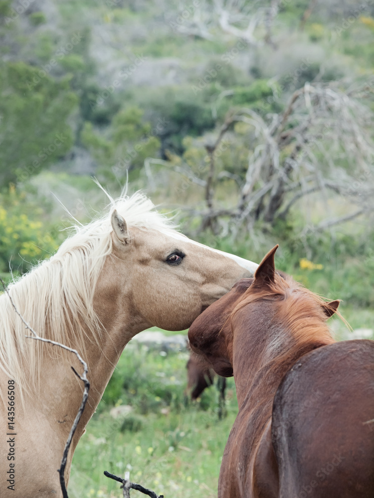 Obraz premium couple of half- wild stallions.liberty. Israel