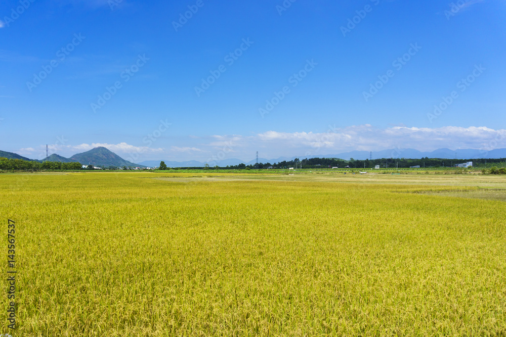 Fototapeta premium Yellow field.
