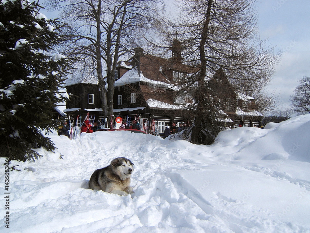 dog snow winter mountain nature x-mas chrismas dog snow winter mountain nature x-mas chrismas