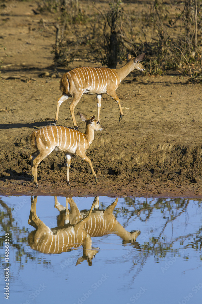 Naklejka premium Nyala in Kruger National park, South Africa