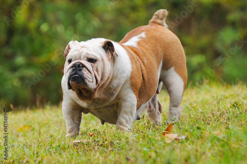 Portrait of English bulldog