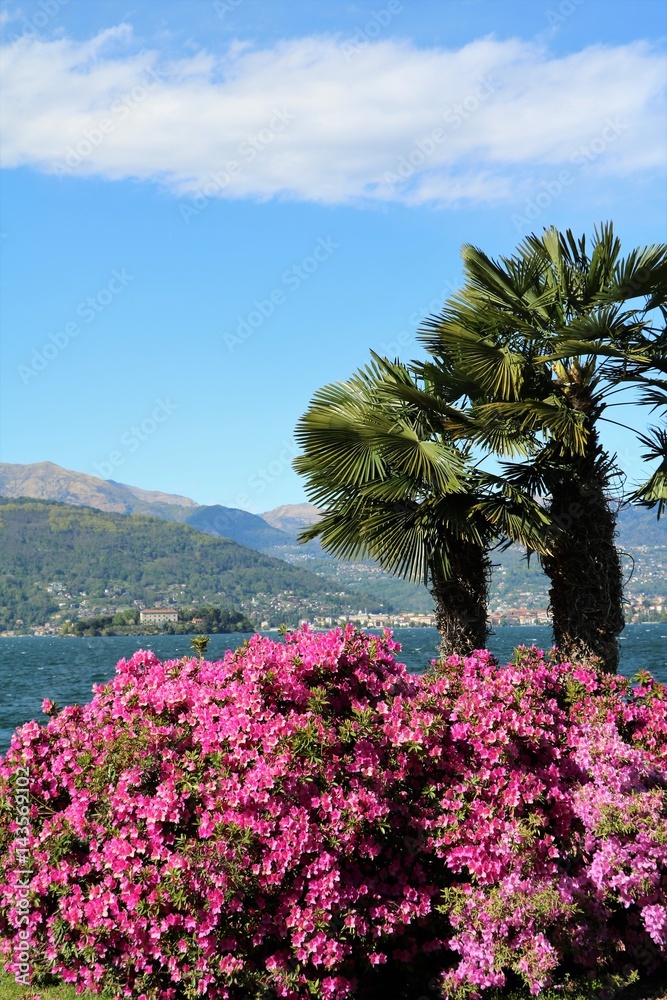 Flowering azaleas in Stresa, Lake Maggiore Italy