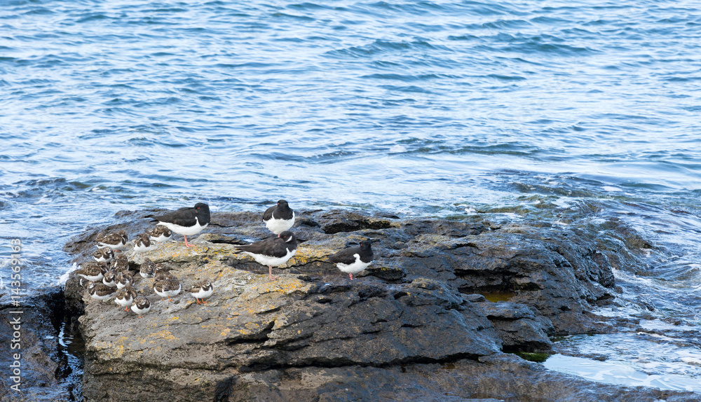 Oystercatchers and Turnstones resting on a rock
