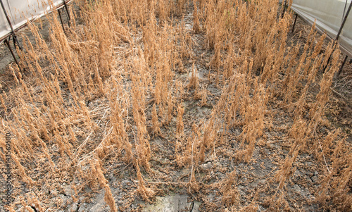 Foto Herbicide on farm field. Dry plant background