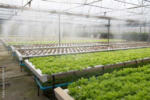 Greenhouse of organic lettuce salad watering system in action